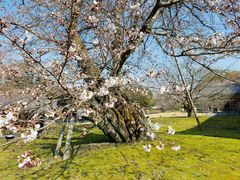 -醍醐寺