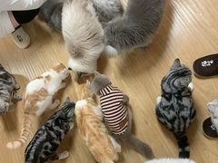 -猫和宫(六道口店)