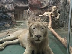 -清迈夜间动物园
