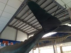 -上海海洋大学鱼文化博物馆(军工路校区)