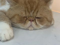 -糯米喵星人·撸猫猫舍咖啡馆(西市场嘉华店)