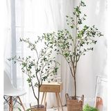 ins风家庭必备绿植推荐