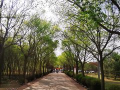 -黄河故道国家森林公园