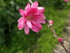 -南汇桃花村