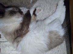 -藏猫猫咖啡主题馆(中央大道店)