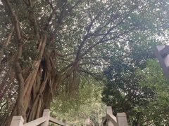 -广州市白云山风景名胜区