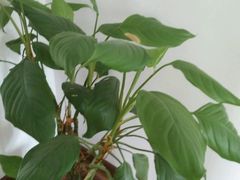 android_upload_pic-天使恋人情侣主题酒店(深圳罗湖万象城店)