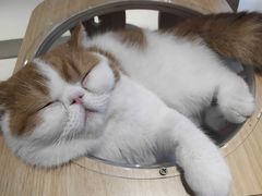 -飞行喵MR PILOT|猫舍·猫咖(静安大融城店)