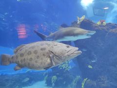 -成都浩海立方海洋公园