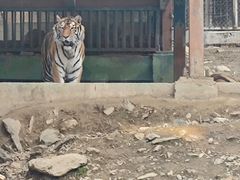 -栾川竹海野生动物园