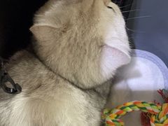 -宠颐生宠物医院·心肾内科·猫专科诊疗中心宠巢店