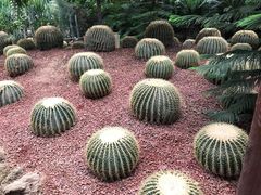 -呀路古热带植物园