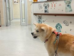 -谐和益家动物医院·免疫绝育·血液透析·宠保定点医院(高新伊藤分院)