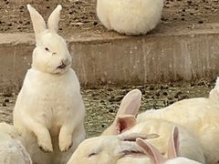 -石家庄市动物园