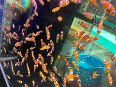 -青石桥花鸟鱼虫市场(叠翠城店)