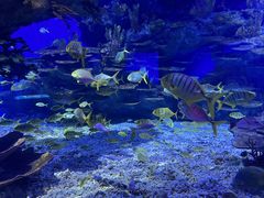 -海合安武汉极地海洋公园