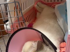 -联合动物医院(光谷诊疗中心)