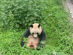 -成都大熊猫繁育研究基地