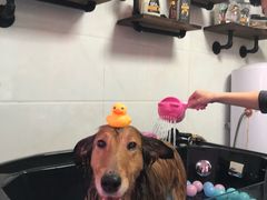 -超宠爱宠物摄影-Super pet