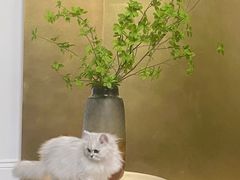 -猫大福·Fortune Cat猫舍(百子湾店)