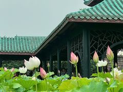 -桂湖森林公园