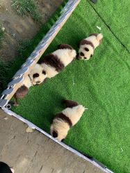 -上美四季动物农场