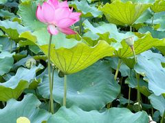 -大宁郁金香公园-停车场