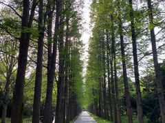 -上海滨江森林公园