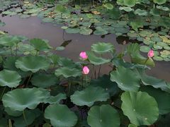 -大兴滨河森林公园