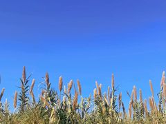 -三垟湿地
