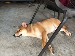 -柴犬高等学院·狗咖·柴犬售卖·宠物训练