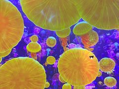 -海合安天津极地海洋公园