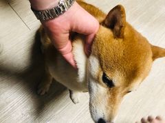 -柴犬高等学院·狗咖·柴犬售卖·宠物训练