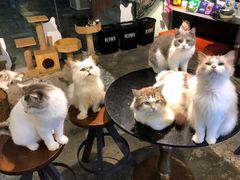 -more than meow吴止猫主题餐厅(承德 中船汇店)