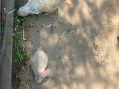 -石家庄市动物园