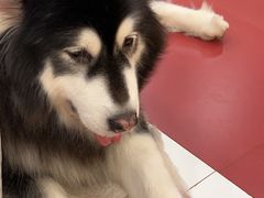 -和它·交个朋友·狗咖猫咖(爱琴海店)