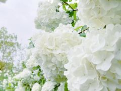 -上海滨江森林公园