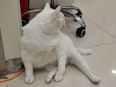 -艾吉宠物医院·疑难杂症转诊中心·猫友好(碧江路院)
