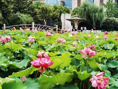 -黄兴公园