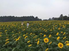 -保利石象湖景区
