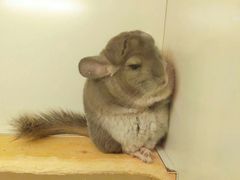 -龙猫仔乐园(惠福东路店)