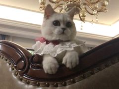 -喵zoo家庭繁育猫舍(尖东智能花园店)