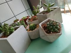 -蜜蜂小象·榴莲千层蛋糕(时代汇11栋店)