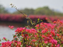 -广州莲花山旅游区