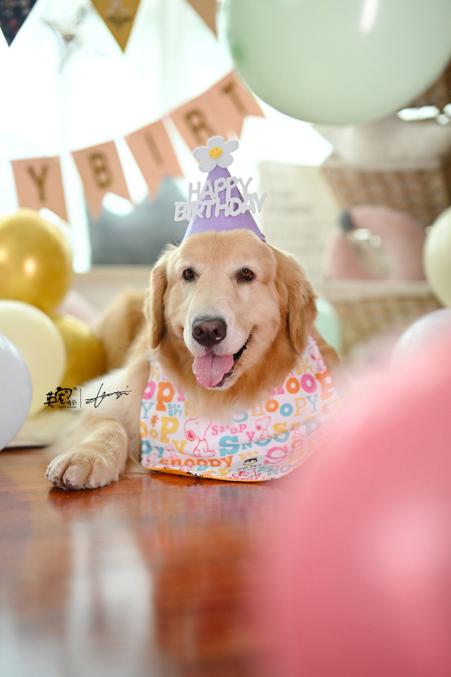 问一下
狗狗们不知道生日的意义,那我们为什么要给狗狗过生日呢?
