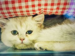 -momokira米努特·德文卷毛猫·棉花面纱犬