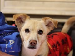 -百好乐宠物友好餐厅(朝外大街店)