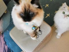 -李小姐の猫咖啡馆(五角场店)