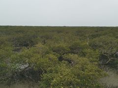 -北海金海湾红树林生态旅游区