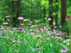 -黄海国家森林公园